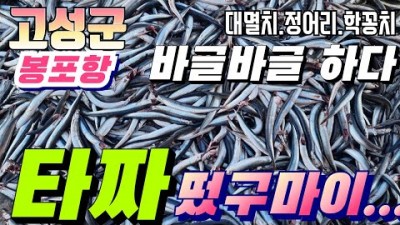 강원도 고성 봉포항 학꽁치 정어리 멸치 낚시포인트 최근 바다낚시 조황정보