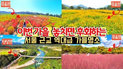 서울근교 가을여행지 댑싸리 핑크뮬리 한탄강가든페스타 한탄강Y형 출렁다리 당일치기 여행 가볼만한곳