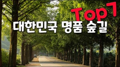 우리나라 대표 명품 숲길 여행 가볼만한곳, 월정사 전나무숲길, 무등산편백자연휴양림, 모래재메타세콰이어길, 벌영리 메타세콰이어숲, 공기마을 편백나무숲, 국내 힐링여행 갈만한곳 추천