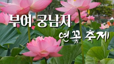 충남 부여 궁남지 서동연꽃축제 가족나들이 데이트코스 7월 여행지 연꽃축제 가볼만한곳 추천