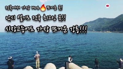 강릉 고등어낚시 포인트 안인항 고등어 루어낚시 사이즈 좋은 고등어 대박 조황정보 및 채비정보