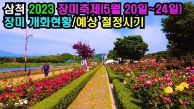 강원도 삼척 장미축제 천만송이 장미꽃정원 가볼만한곳, 삼척 오십천 장미공원 여행 추천