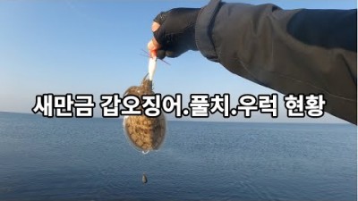 군산 새만금방조제 풀치낚시 갑오징어낚시 우럭낚시 포인트 및 조황정보