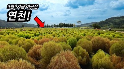 경기도 연천 가볼만한 곳 3군데를 추천합니다! 이곳에서 9월에 축제가 시작합니다