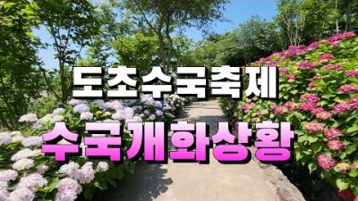 전남 신안 섬수국축제 여행 가볼만한곳, 도초수국축제, 팽나무 10리길, 수국정원, 자산어보, 슈룹 촬영지, 섬여행 갈만한곳 추천