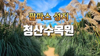 태안 청산수목원 팜파스 축제 핑크뮬리 알파카동물농장 삼족오미로공원 이국적인 풍경 가득한 가을여행지 가볼만한곳 추천