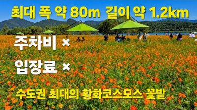 남양주 물의정원 황화코스모스 꽃밭 서울근교 가을여행 가볼만한곳