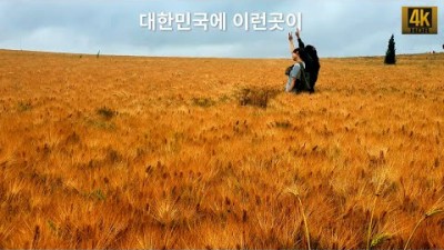 전북 고창 청보리밭축제, 무장읍성 여행 가볼만한곳, 국내여행 꼭 한번은 가 봐야할 여행지 추천