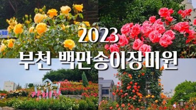 서울근교 가볼만한 장미꽃 명소 부천 백만송이장미축제 부천 도당공원 백만송이장미원 여행 축제 추천