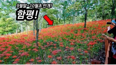 전라남도 함평 용천사에 1년에 딱 한번만 볼수있는 꽃축제가 열린다!