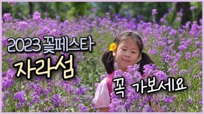 가평 자라섬 2023 꽃페스타 꽃축제 꽃구경, 서울근교 경기도 가평 꽃축제 가볼만한곳 추천