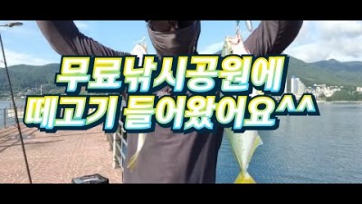 거제 지세포 무료낚시공원 선창낚시공원 삼치 부시리 방어 잿방어 낚시포인트 메탈지그 카드채비 및 조황정보