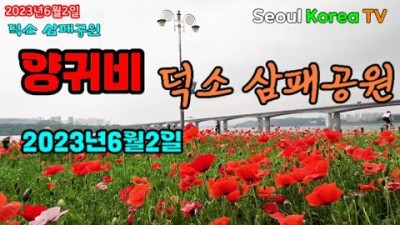 남양주 덕소 삼패지구 양귀비, 수레국화, 서울근교 한강시민공원 가족나들이, 커플데이트, 남양주 나들이 가볼만한곳 추천